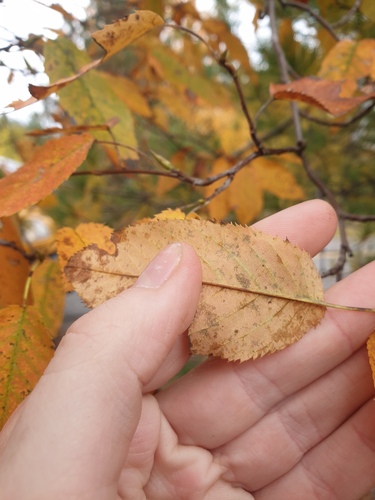 Amelanchier canadensis