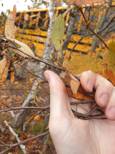 Amelanchier canadensis