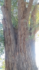 Populus