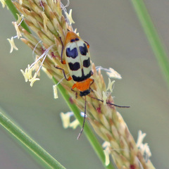 Paranapiacaba tricincta