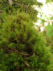 Dicranum fuscescens