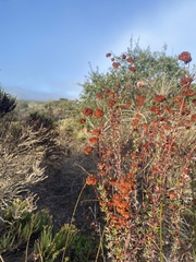 Eriogonum parvifolium