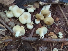 Leucocybe