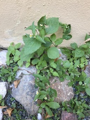 Galinsoga quadriradiata