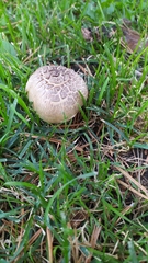 Agaricus californicus