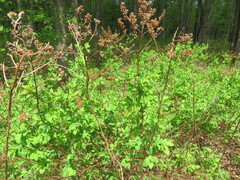 Spiraea alba latifolia