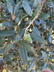Quercus chrysolepis