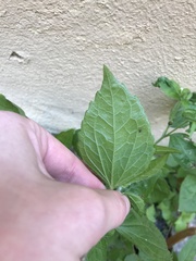 Galinsoga quadriradiata