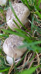 Agaricus californicus