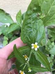 Galinsoga quadriradiata