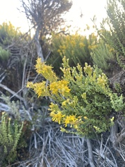 Ericameria ericoides