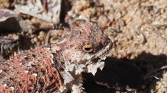 Phrynosoma blainvillii