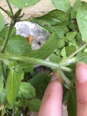 Galinsoga quadriradiata