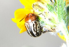 Doryphorina