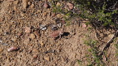 Phrynosoma blainvillii