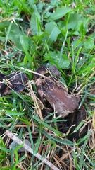 Agaricus californicus