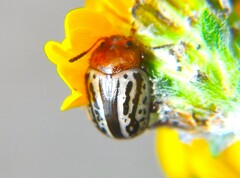 Doryphorina