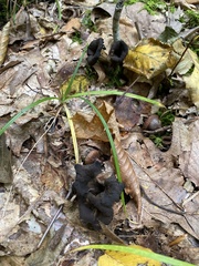 Craterellus cornucopioides