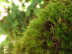 Dicranum fuscescens