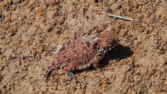 Phrynosoma blainvillii