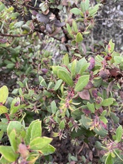 Arctostaphylos morroensis