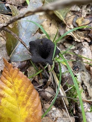 Craterellus cornucopioides