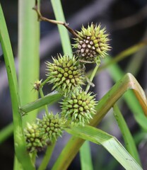 Sparganium americanum