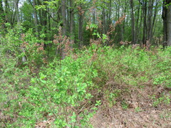 Spiraea alba latifolia