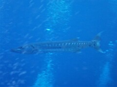 Sphyraena barracuda