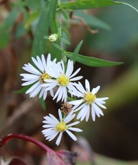 Symphyotrichum lanceolatum
