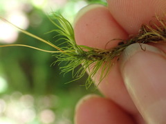 Dicranum fuscescens