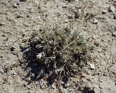 Astragalus newberryi castoreus