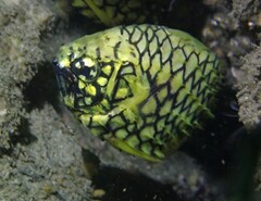 Cleidopus gloriamaris