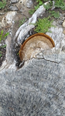 Polyporaceae