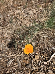 Eschscholzia