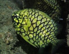 Cleidopus gloriamaris