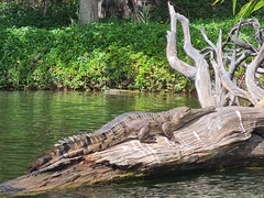 Crocodylus johnstoni