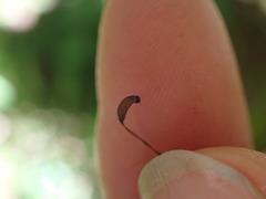 Dicranum fuscescens