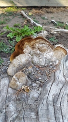 Polyporaceae