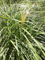 Miscanthus sinensis