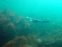 Phalacrocorax varius