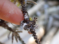 Erioderma sorediatum