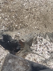 Microlophus delanonis