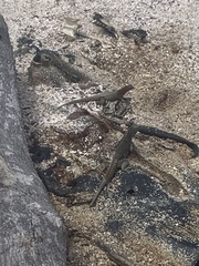 Microlophus delanonis