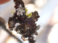 Erioderma sorediatum