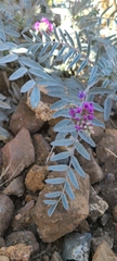 Astragalus palmeri