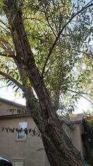 Elaeagnus angustifolia