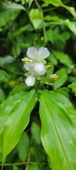 Tradescantieae