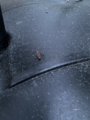 Leptoglossus corculus