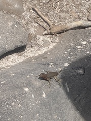 Microlophus delanonis